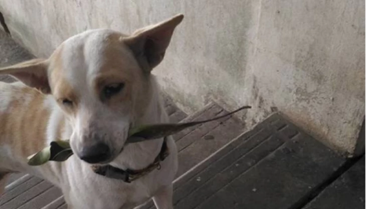 Αδέσποτο κουτάβι εμφανίζεται κάθε μέρα με ένα φύλλο – Δεν πάει το μυαλό σας γιατί! (βίντεο)